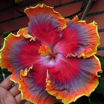 Hibiscus Flower Seeds Purple Orange for Planting, NON GMO Seeds