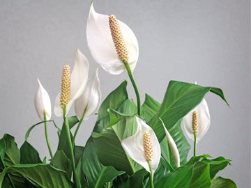 Peace Lily Plant Seeds for Planting - NON GMO Seeds