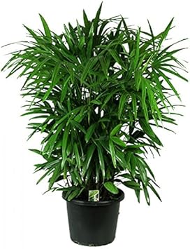 Green Rhapis Seeds Scientific Name Placeholder for planting in home garden