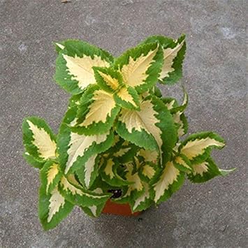 Heirloom Green Yellow Coleus Flower Seeds for Planting – Non-GMO, Decorative Ornamental Foliage Variety