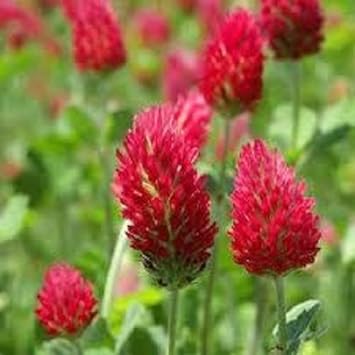 Red Clover Flower Seeds for Planting, 100 pcs