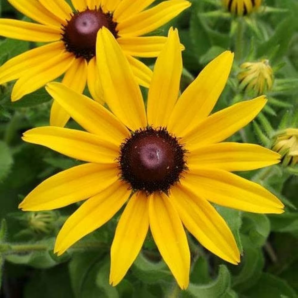 Rudbeckia Flower Seeds for Planting, Yellow Blooms, 100 pcs for planting in your garden.