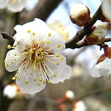 White Philadelphus Flower Seeds for Planting - 100 pcs