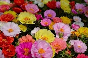 Mixed Portulaca Flower Seeds for Planting, 100 pcs