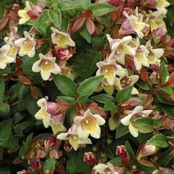 Organic Heirloom Non-GMO White Abelia Seeds for Planting – Fragrant Garden Blooms