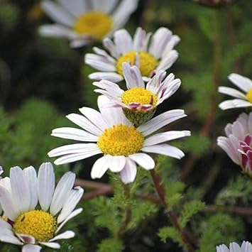 Anacyclus Pyrethrum Flower Seeds for Planting - 100 pcs