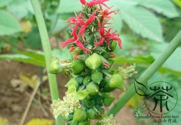 Green Scutellaria Baicalensis Plant Seeds for Planting - NON GMO Seeds