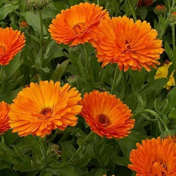 Red Calendula Flower Seeds, Heirloom, Non-GMO Seeds for Planting