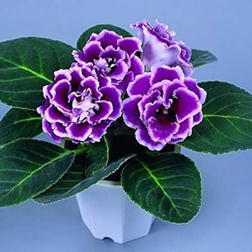 Heirloom Non-GMO Purple Sinningia Gloxinia Flower Seeds – Lush Blooms for Garden Planting