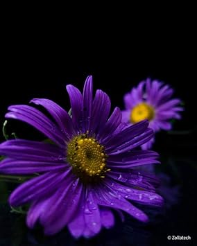 Violet Sunflower Flower Seeds - 100 pcs