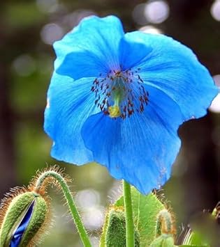 Fresh Meconopsis Flower Seeds for Planting - 100 pcs