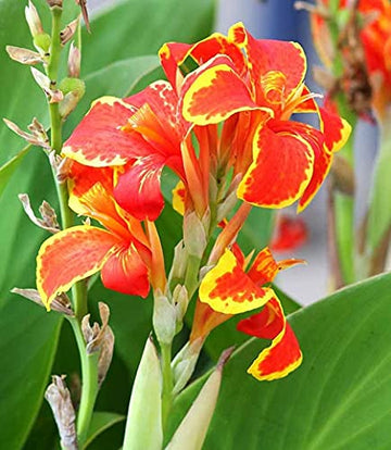 Red Golden Flame Canna Lily (Canna Indica) flower seeds for Planting - heirloom and Non-GMO garden seeds