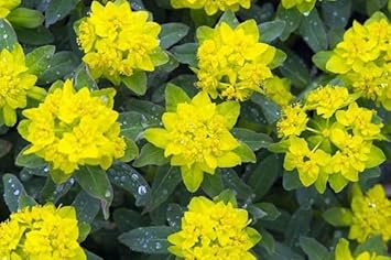 Heirloom Fireglow Flower Seeds, Non-GMO Bright Orange Blooms for Eye-Catching Garden Planting