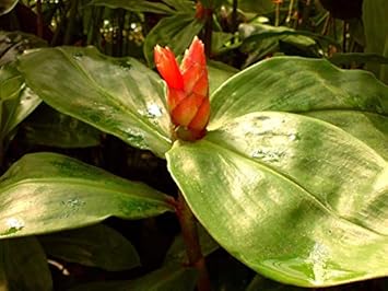 Orange Costus Plant Seeds for Planting - 100 pcs