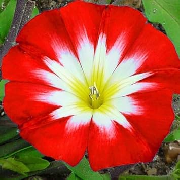 Convolvulus Flower Seeds – Heirloom Non-GMO Seeds for Colorful Ground Cover Garden Planting