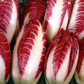 Red Radicchio Seeds for Planting - heirloom & Non-GMO Seeds