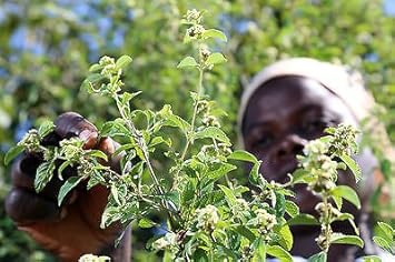 Green Lippia Javanica Seeds â€“ Heirloom, Non-GMO Medicinal Plant Seeds for Easy Planting for planting in home garden