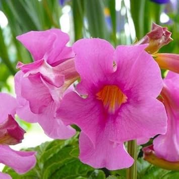 Pink Incarvillea Flower Seeds for Planting, NON GMO Seeds
