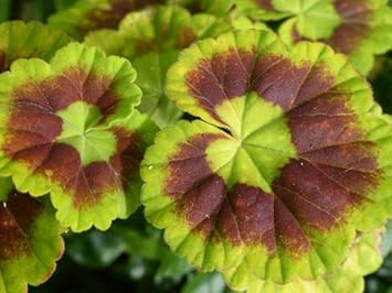 Green & Brown Geranium Flower Seeds for Planting - Heirloom & Non-GMO Seeds