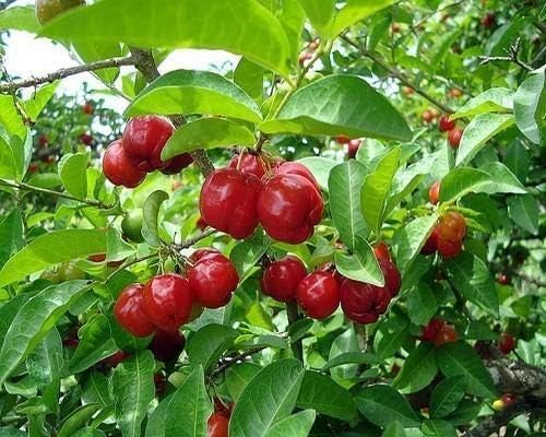 Pitanga Suriname cherry fruit seeds