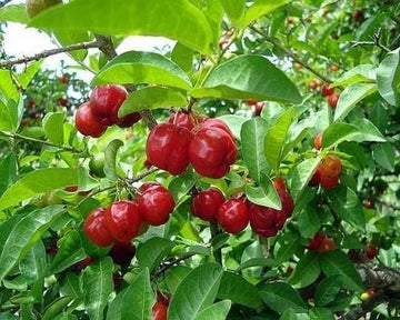 Portal Cool Pitanga Fruit Seeds Suriname Brazilian Cherry - Tropical and Tart Pitanga Fruit for Your Garden