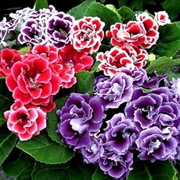 Multi-Color Gloxinia Flower Seeds, Heirloom, Non-GMO Seeds for Planting
