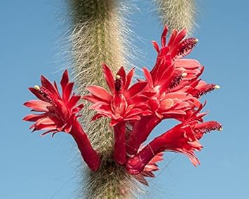 Winteria Colademononis Red Plant Seeds for Planting - 100 Pcs pcs