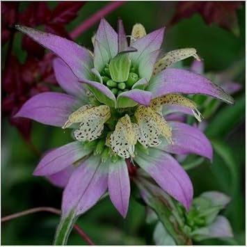 Monarda Punctata Purple Seeds for planting in home garden