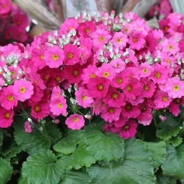 Primula Flower Seeds for Planting, Purple Malacoides, 100 pcs