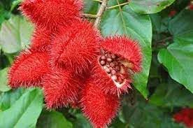 Annatto Vegetable Seeds for Planting - 100 Pcs pcs