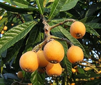 Orange Loquat Medlar Fruit Tree Seeds for Planting - Hardy Tree for Sweet, Tangy Loquat Fruits
