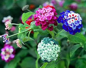 Lantana Mix Flower Seeds for Garden Planting - NON GMO Seeds