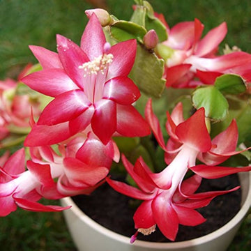 Red Zygocactus Truncatus Flower Seeds for Planting - Non-GMO, Heirloom Garden Seeds