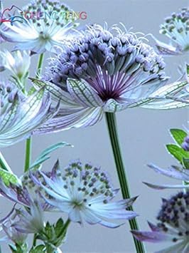 Organic Blue Astrantia Flower Seeds for Planting ƒ?? Heirloom, Non-GMO for planting in your garden.