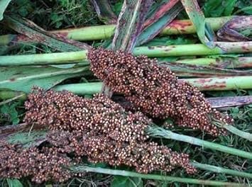 Red Sorghum Sorghum bicolor for planting in vegetable patch