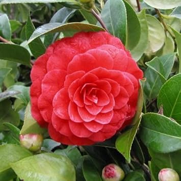 Camellia Flower Seeds – Heirloom, Non-GMO Seeds for Planting Elegant Garden Blooms