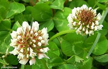 White Clover Flower Seeds for Planting - 100 Pcs pcs