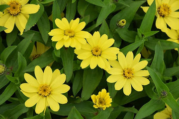 Yellow Profusion Flower Seeds for Planting - 100 pcs
