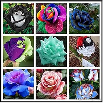 Mixed Rose Rainbow Bonsai Plant Seeds - Heirloom, Non-GMO Garden Seeds for Planting