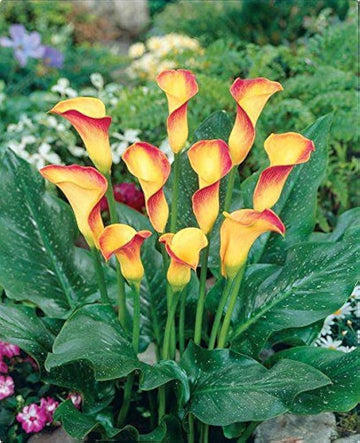 Calla Flower Seeds Red Yellow for Planting, NON GMO Seeds