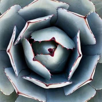 Green Agave Parryi Planting Seeds for Garden NON GMO Seeds