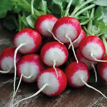 Rainbow Radish Seeds for Planting Red White - heirloom & Non-GMO Seeds
