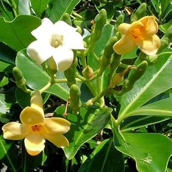 Pua Kenikeni Perfume Flower Seeds for Planting - Heirloom, NON-GMO Fragrant Garden Seeds for planting in home garden