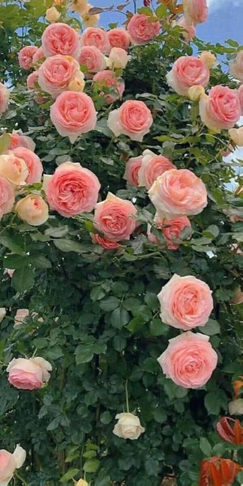 Peach Climbing Rose Plant Seeds Non-GMO Heirloom Garden Seeds for Planting Beautiful Flowers for planting in home garden
