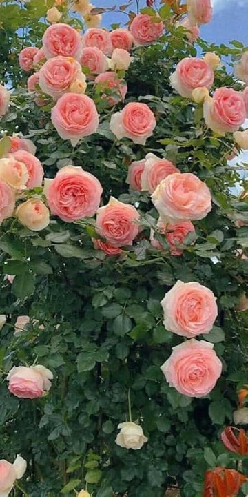 Peach Climbing Rose Plant Seeds Non-GMO Heirloom Garden Seeds for Planting Beautiful Flowers