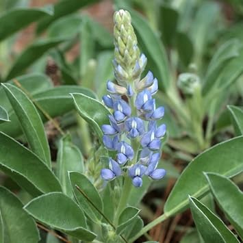 Sky Blue Lupine Flower Seeds for Planting - NON GMO Seeds