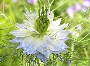 Pink Nigella Damascena Flower Seeds - 100 pcs