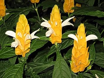 White Yellow Pachystachys Flower Seeds for Planting - NON GMO Seeds
