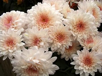 White Pink Chrysanthemum Flower Seeds for Planting - NON GMO Seeds