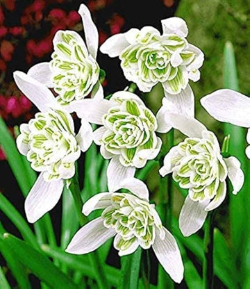 Rare Scented Snowdrops (Galanthus nivalis 'Flore Pleno') Flower Seeds for Planting